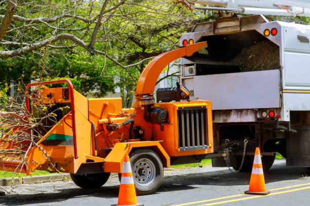 Trusted Mulberry, OH Tree Removal and Landscaping Services Experts